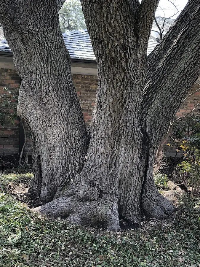 Mature heritage tree close to a Villa Grove property cared for by certified arborists